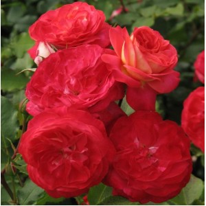 Rosa 'Midsummer' , floribundroos